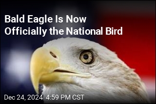 Bald Eagle Is Now Officially the National Bird