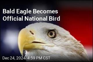 Bald Eagle Is Now Officially the National Bird