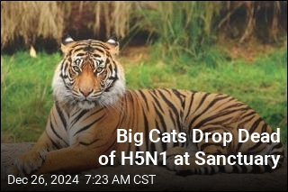 Big Cats Drop Dead of H5N1 at Sanctuary