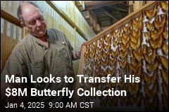 Man Looks to Transfer His $8M Butterfly Collection