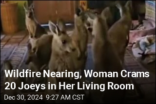 Wildfire Nearing, Woman Crams 20 Joeys in Her Living Room