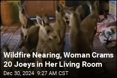 Wildfire Nearing, Woman Crams 20 Joeys in Her Living Room