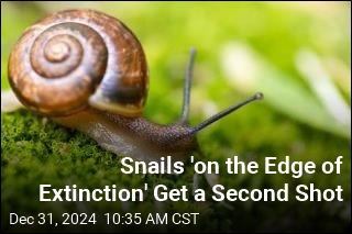 Tiny Endangered Snails Reintroduced to Remote Island