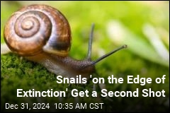 Tiny Endangered Snails Reintroduced to Remote Island