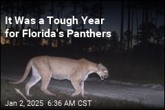 Biggest Threat to Florida Panthers: Drivers