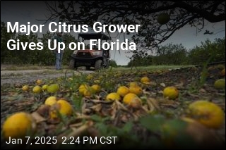 Major Citrus Grower Gives Up on Florida