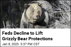 Feds Decline to Lift Grizzly Bear Protections