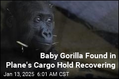 Baby Gorilla Recovering After Rescue From Plane&#39;s Cargo Hold