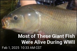 Most of These Giant Fish Were Alive During WWII