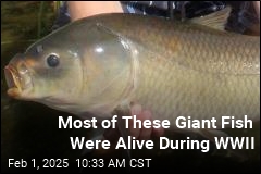 Most of These Giant Fish Were Alive During WWII