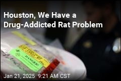 Rats Are Getting High in Houston Police Storerooms