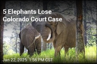 5 Elephants Lose Colorado Court Case