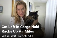 Cat Overlooked in Cargo Hold Makes 3 Flights in 24 Hours