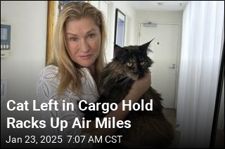 Cat Overlooked in Cargo Hold Makes 3 Flights in 24 Hours