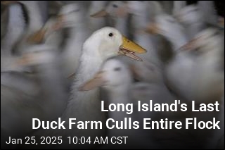 Long Island&#39;s Last Duck Farm Culls Entire Flock