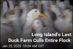 Long Island&#39;s Last Duck Farm Culls Entire Flock