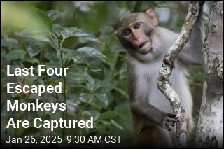 Last Four Escaped Monkeys Are Captured