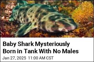 Baby Shark Mysteriously Born in Tank With No Males