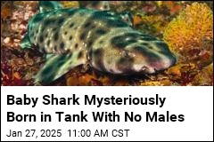 Baby Shark Mysteriously Born in Tank With No Males