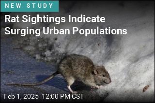 Humans Seem to Help Rat Populations Grow in Cities