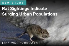 Humans Seem to Help Rat Populations Grow in Cities