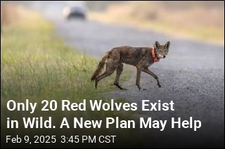 Only 20 Red Wolves Exist in Wild. A New Plan May Help