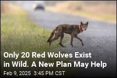 Only 20 Red Wolves Exist in Wild. A New Plan May Help