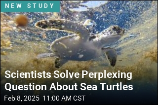 Scientists Solve Perplexing Question About Sea Turtles