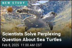 Scientists Solve Perplexing Question About Sea Turtles