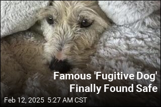 Famous &#39;Fugitive Dog&#39; Finally Found Safe