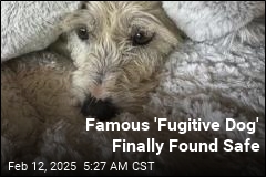 Famous &#39;Fugitive Dog&#39; Finally Found Safe