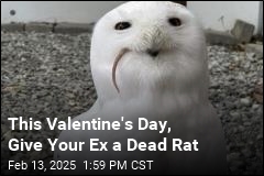 This Valentine&#39;s Day, Name a Dead Rat After Your Ex