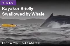 Kayaker Briefly Swallowed by Whale