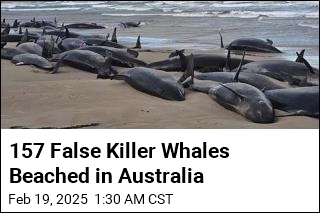 157 False Killer Whales Doomed After Mass Stranding