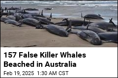 157 False Killer Whales Doomed After Mass Stranding