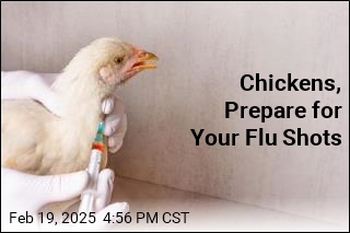 Chickens, Prepare for Your Flu Shots