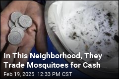 Village Offers a Bounty on ... Mosquitoes