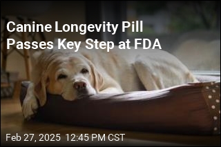 Anti-Aging Pill for Dogs Passes Key Step