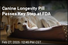 Anti-Aging Pill for Dogs Passes Key Step