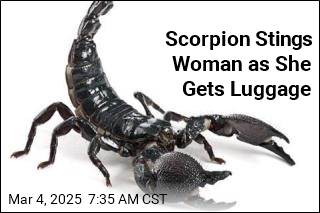 Woman Stung by Scorpion at Boston Airport