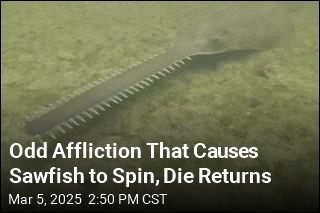 Odd Affliction That Causes Sawfish to Spin and Die Is Back