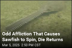 Odd Affliction That Causes Sawfish to Spin and Die Is Back