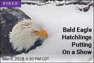 World Watches, Roots for Two Bald Eagle Hatchlings