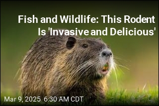 Why the Government Wants You to Eat This Large Rodent