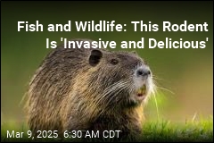 Why the Government Wants You to Eat This Large Rodent