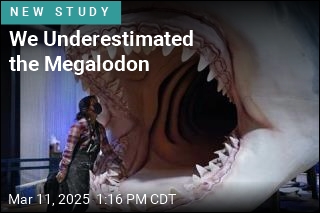 We Underestimated the Megalodon