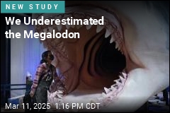 We Underestimated the Megalodon