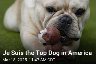 The Top Dog in US Hangs On