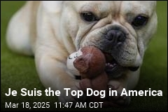 The Top Dog in US Hangs On