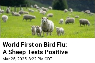 World First on Bird Flu: A Sheep Tests Positive